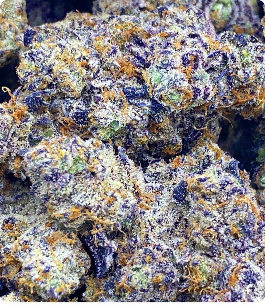 ANIMAL COOKIES X FROSTED STICKY COOKIES