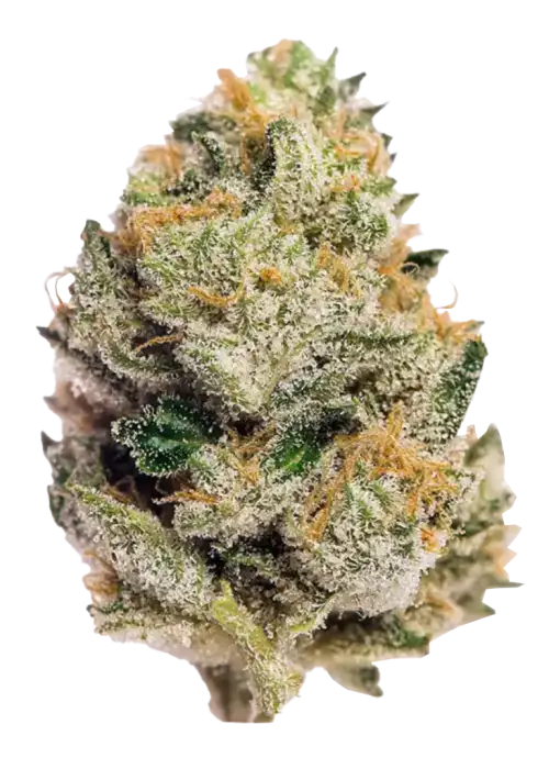 TROPICAL Z-POWER: 35.