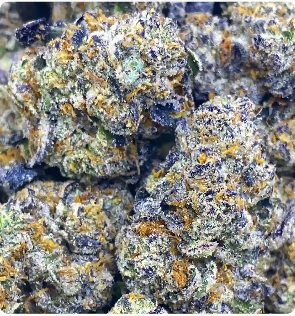 BERNERS BLUE COOKIES: 37.27%