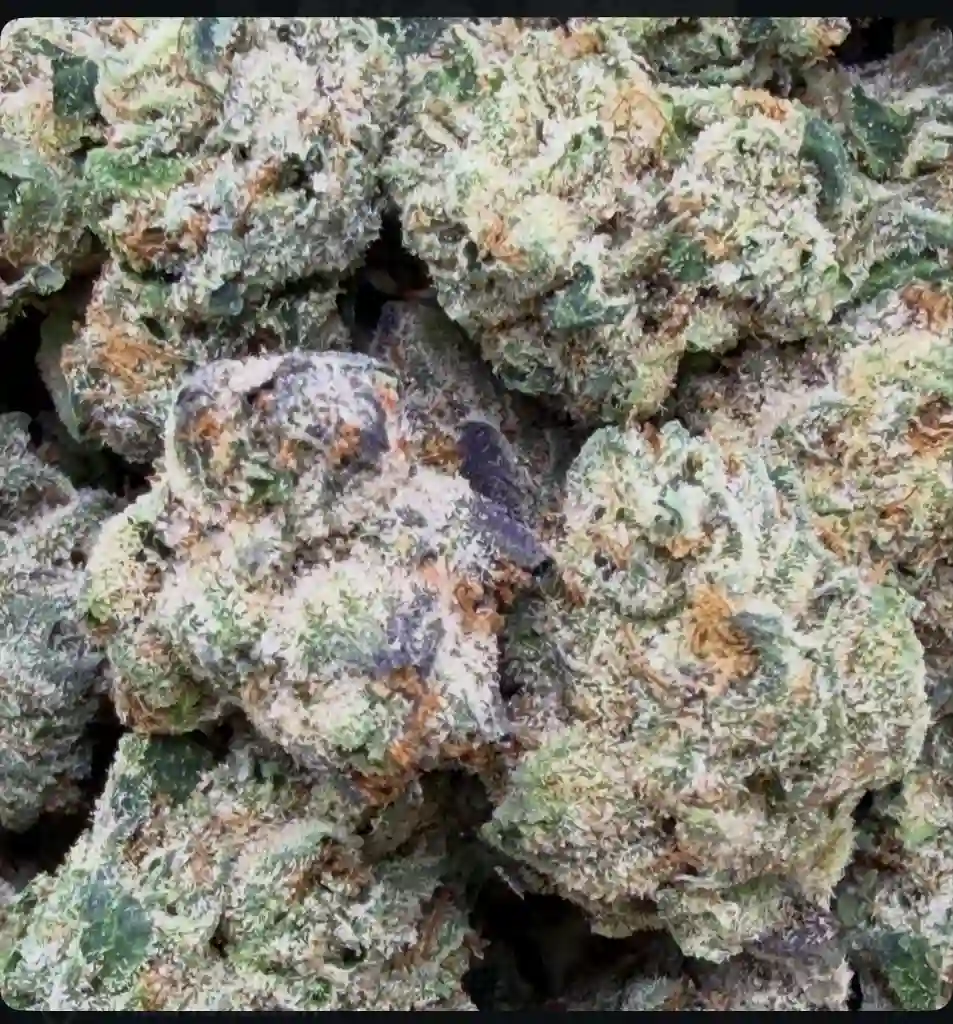 WHITE CHERRIES GELATO: 32.61%