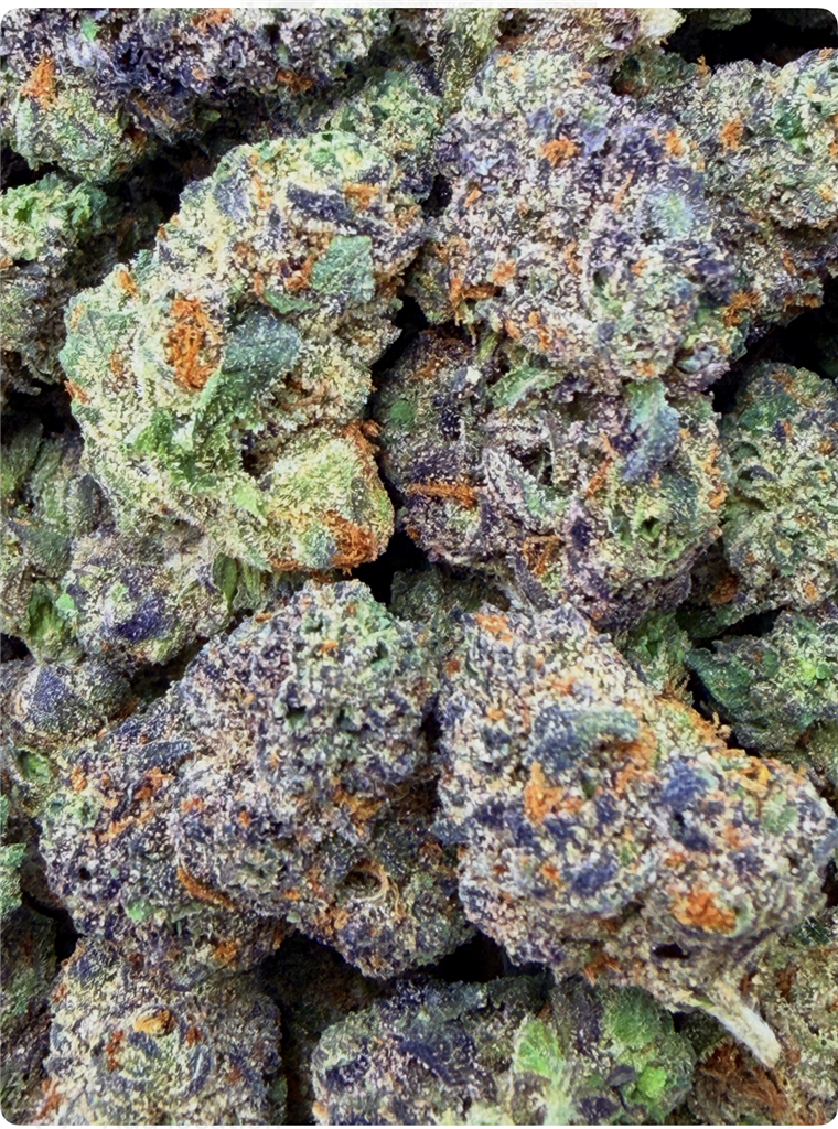 GLITTER BOMB C BUDS