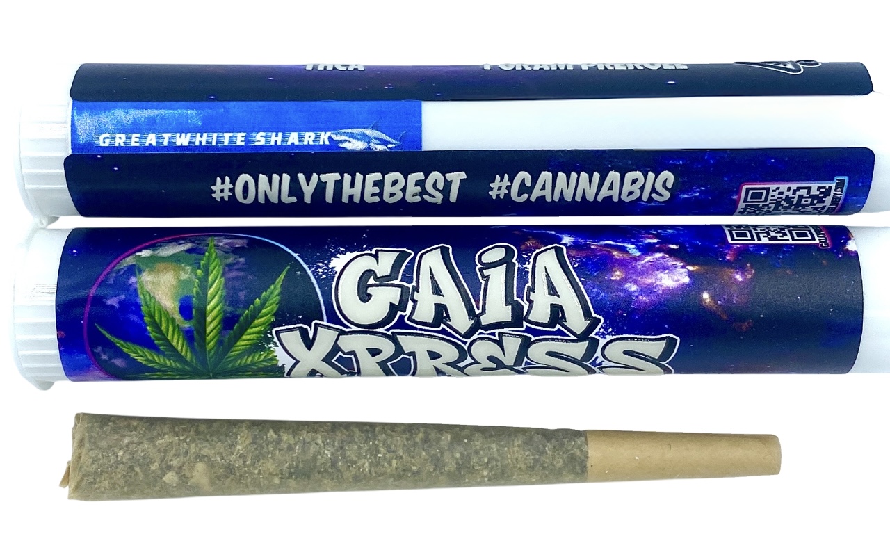 THCA PR GREAT W SHARK