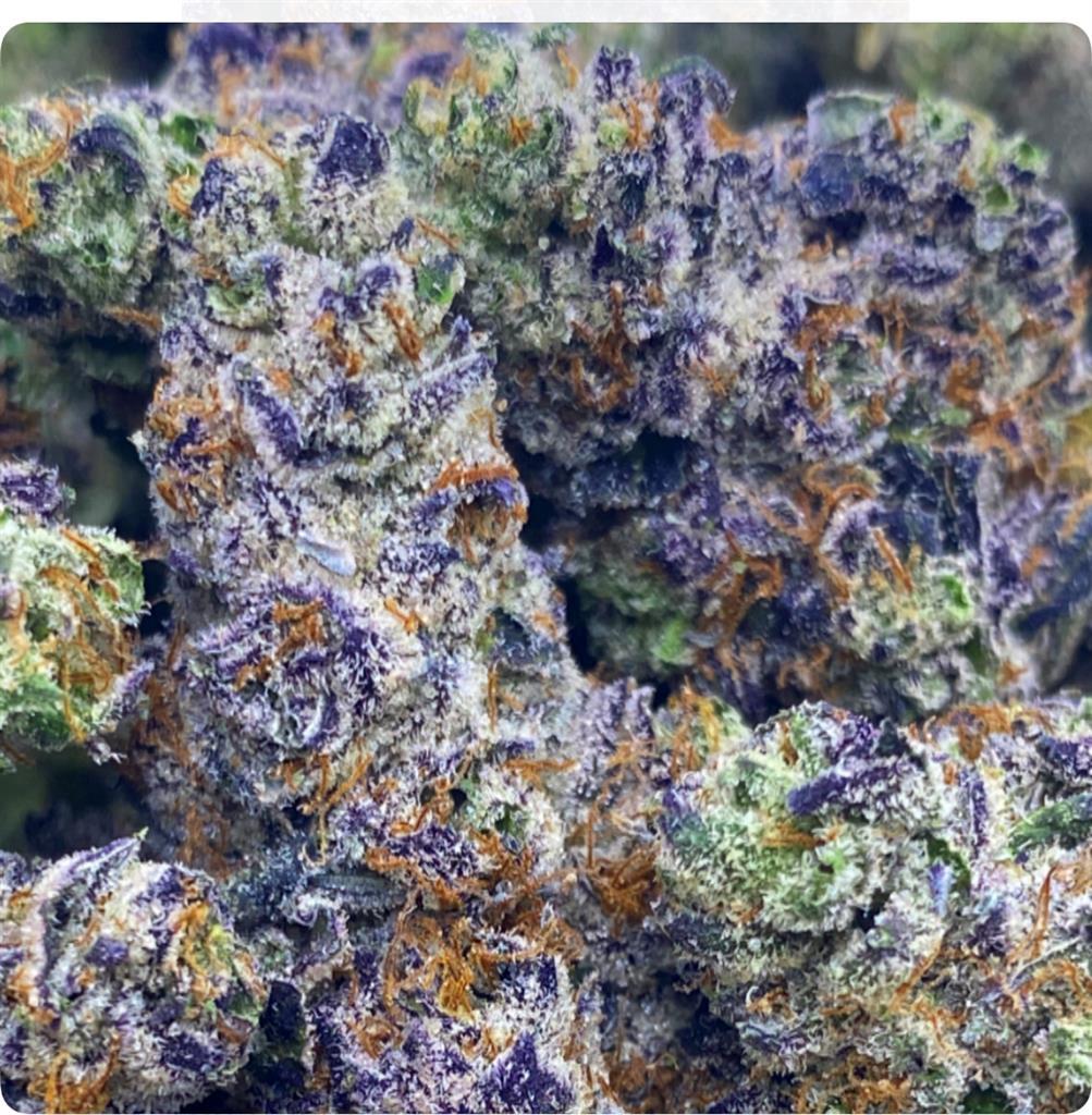 GHOST GELATO: 38.51%