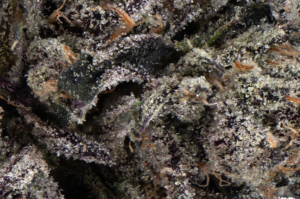 CRUNCH BERRIES: 32.63