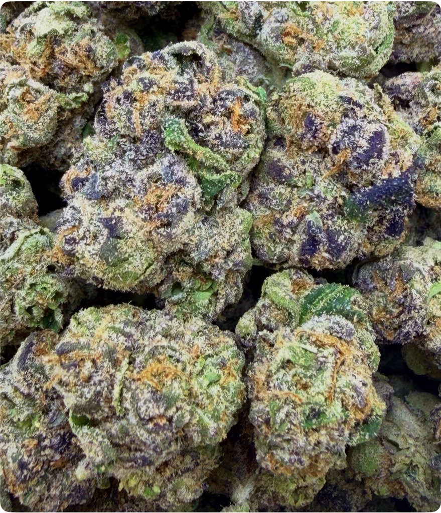 SOUR DIESEL X OG KUSH X GRAND DADDY PURPLE: 33.72%
