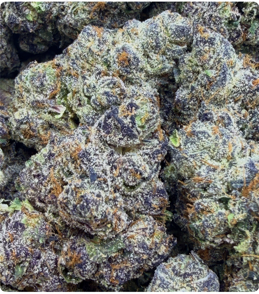 BLACK BEAUTY: 34.12%