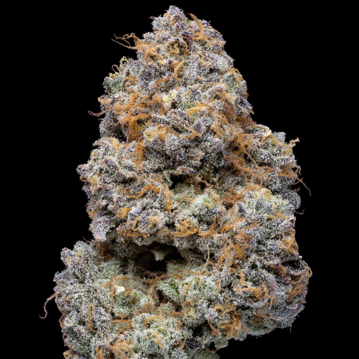ZITTLEZ X DOSIDOS X ZITTLEZ: 38.38%