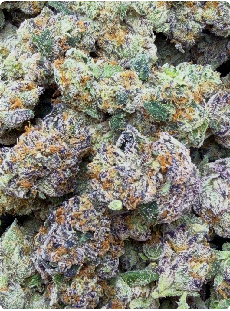 GREEN QUEEN: 34.17%