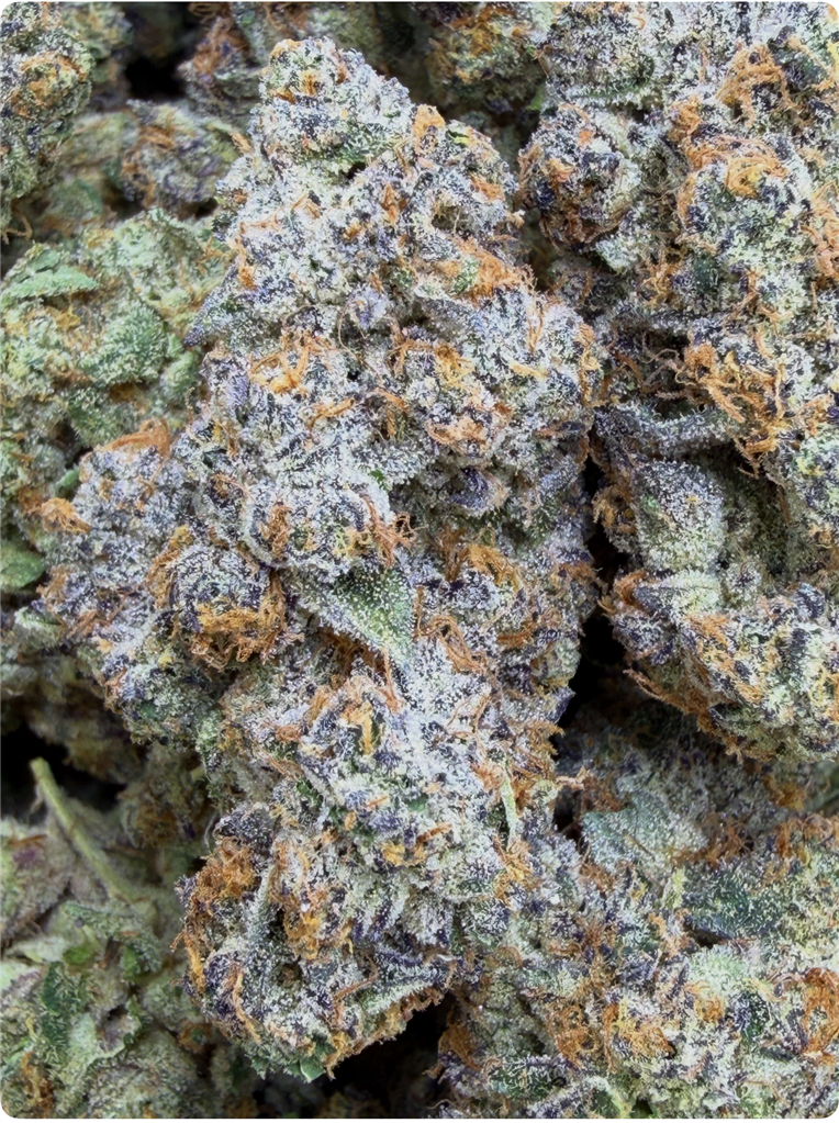 WATERMELON ZITTLEZ: 37.63%