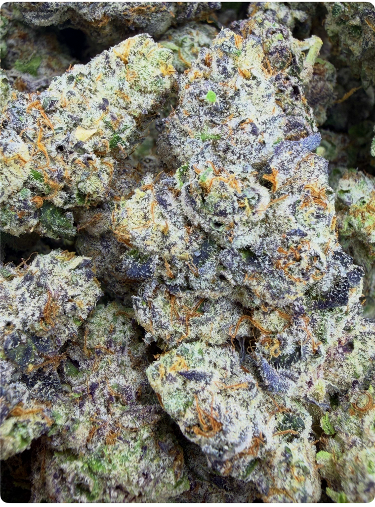 Z-BANGER X UNICORN FARTZ: 37.11%