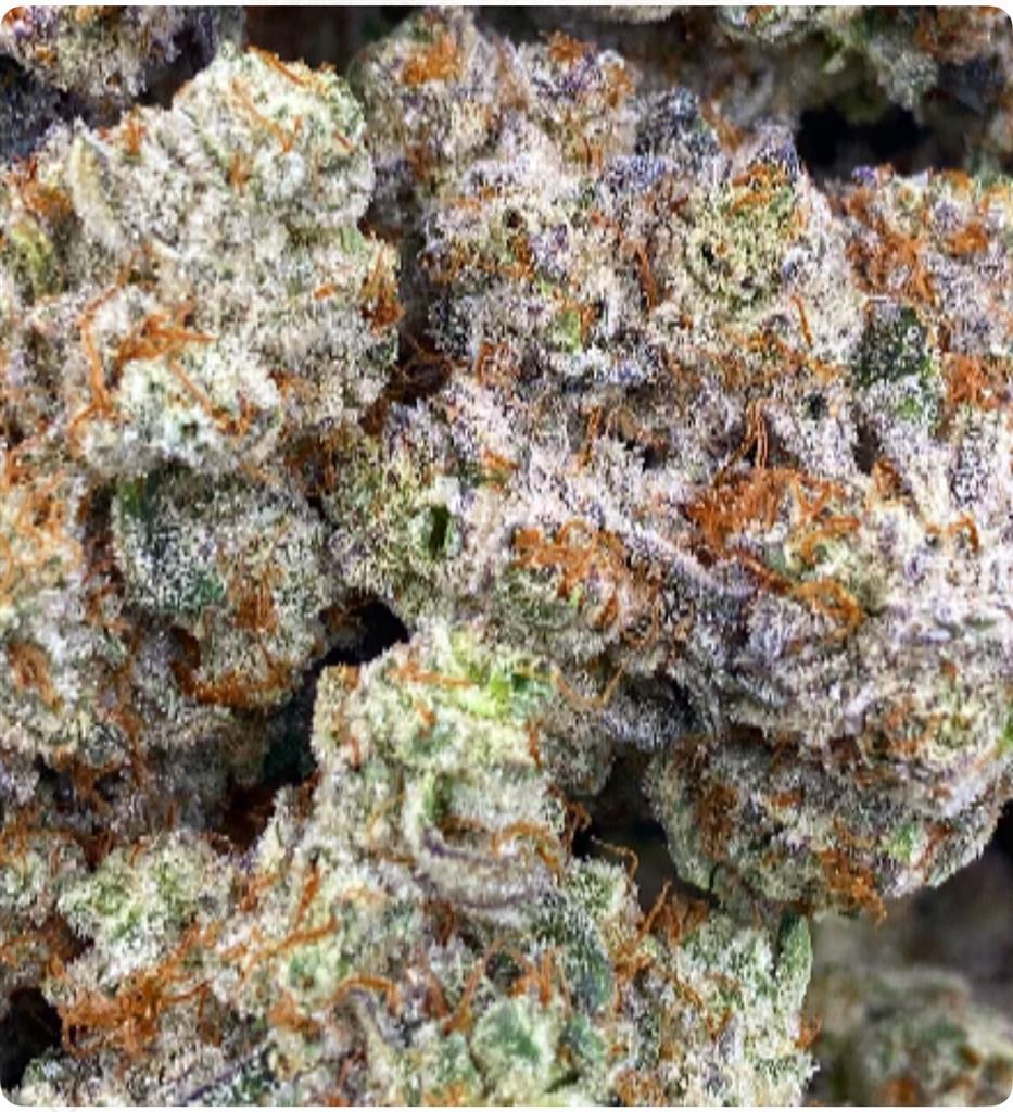 ZTOPIA X GORILLA BIG