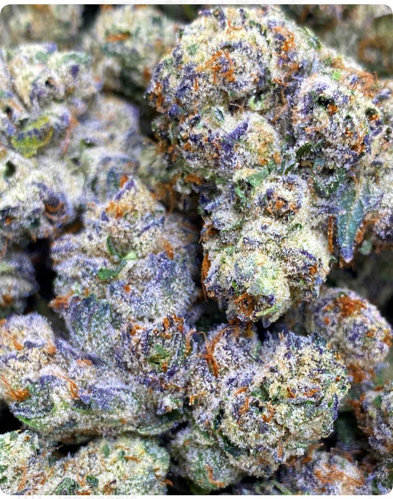 TROPICA RUNTZ: 36.93%