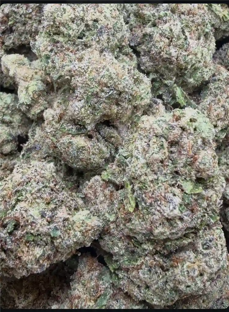 SUPER BOOF X TROPIC CINDY: 38.45%
