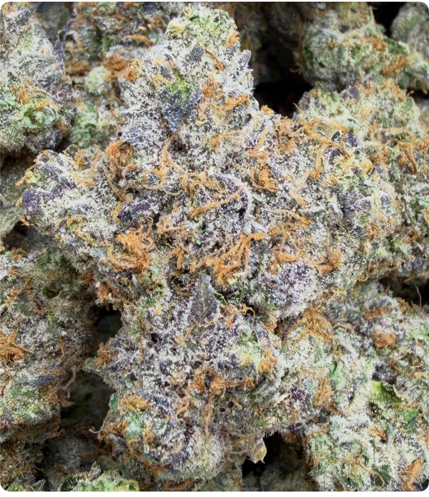 GARY PAYTON X INFAMOUS COOCHIE RUNTZ: 40.53%