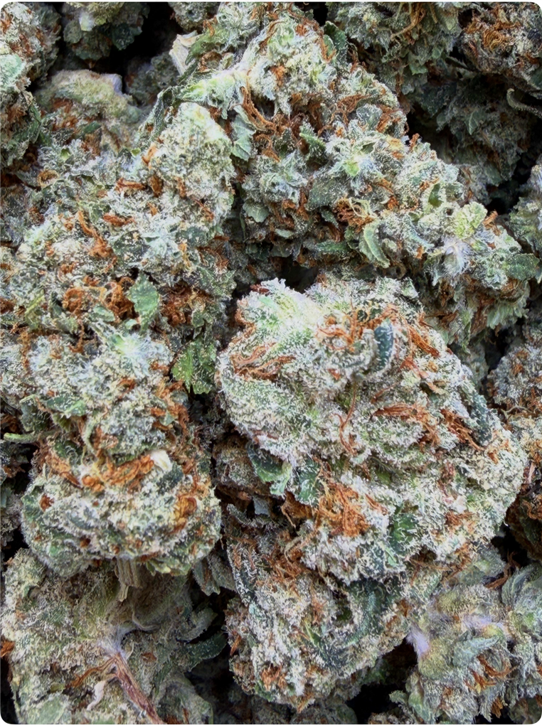 JACK HAZE: 30.73%