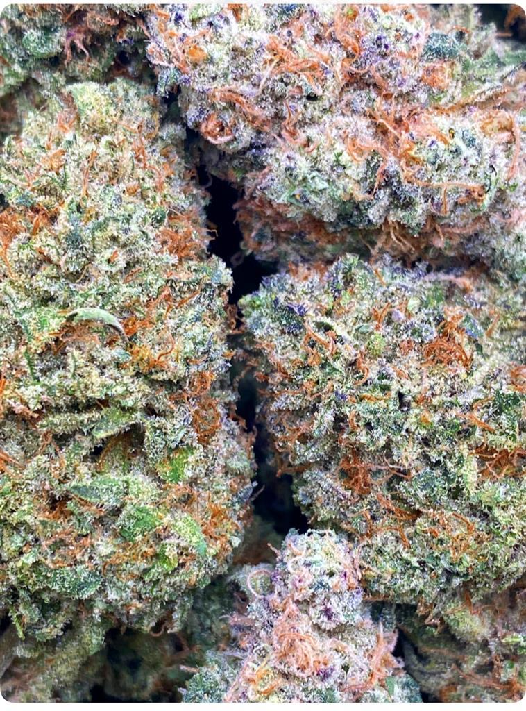 GMO X SUGAR SHACK: 37