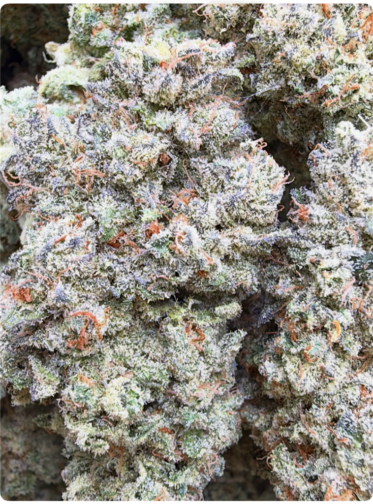 JUNGLE CAKE: 38.52%