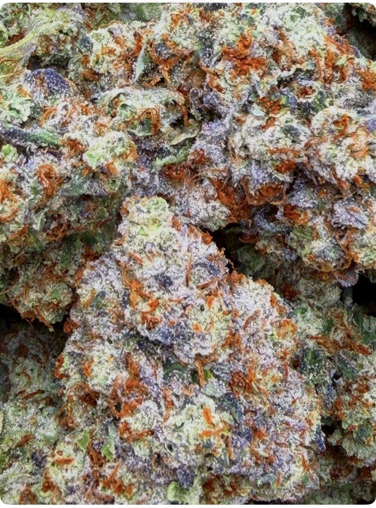PURPLE CHEM DAWG: 34.