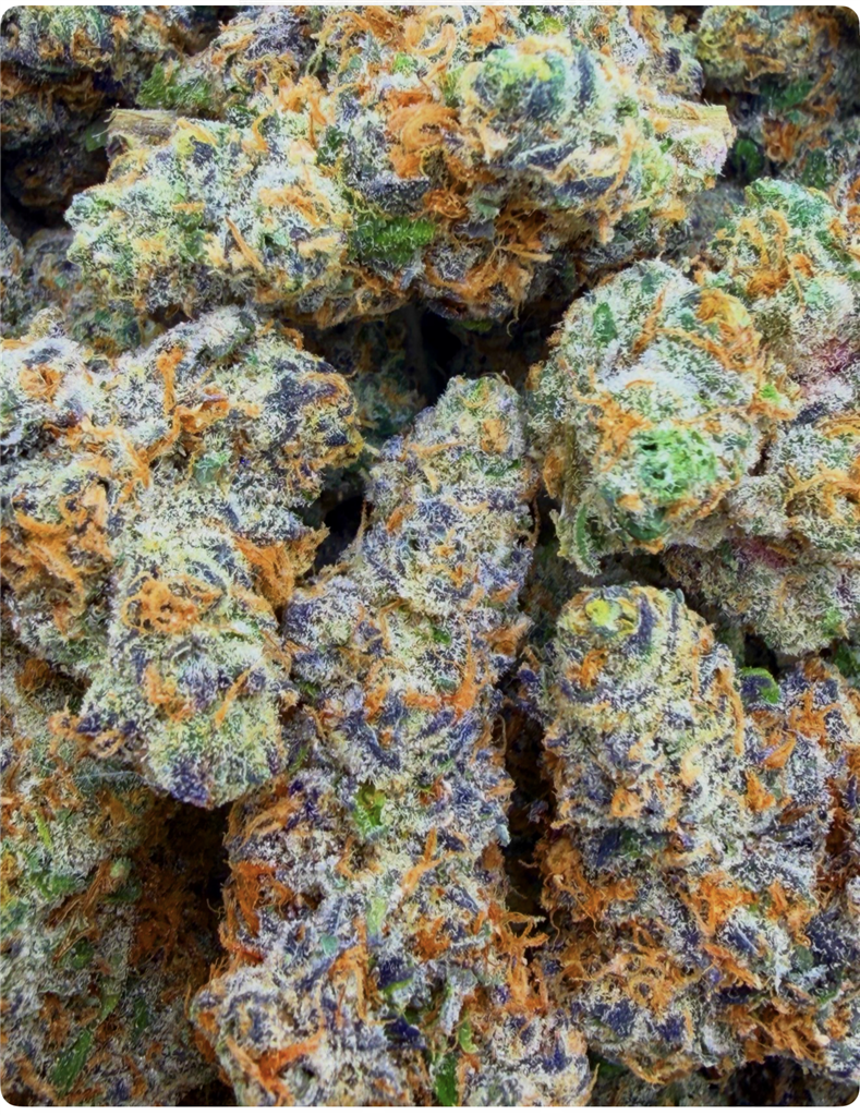 LEMON TRILL X RUNTZ: 37.04%