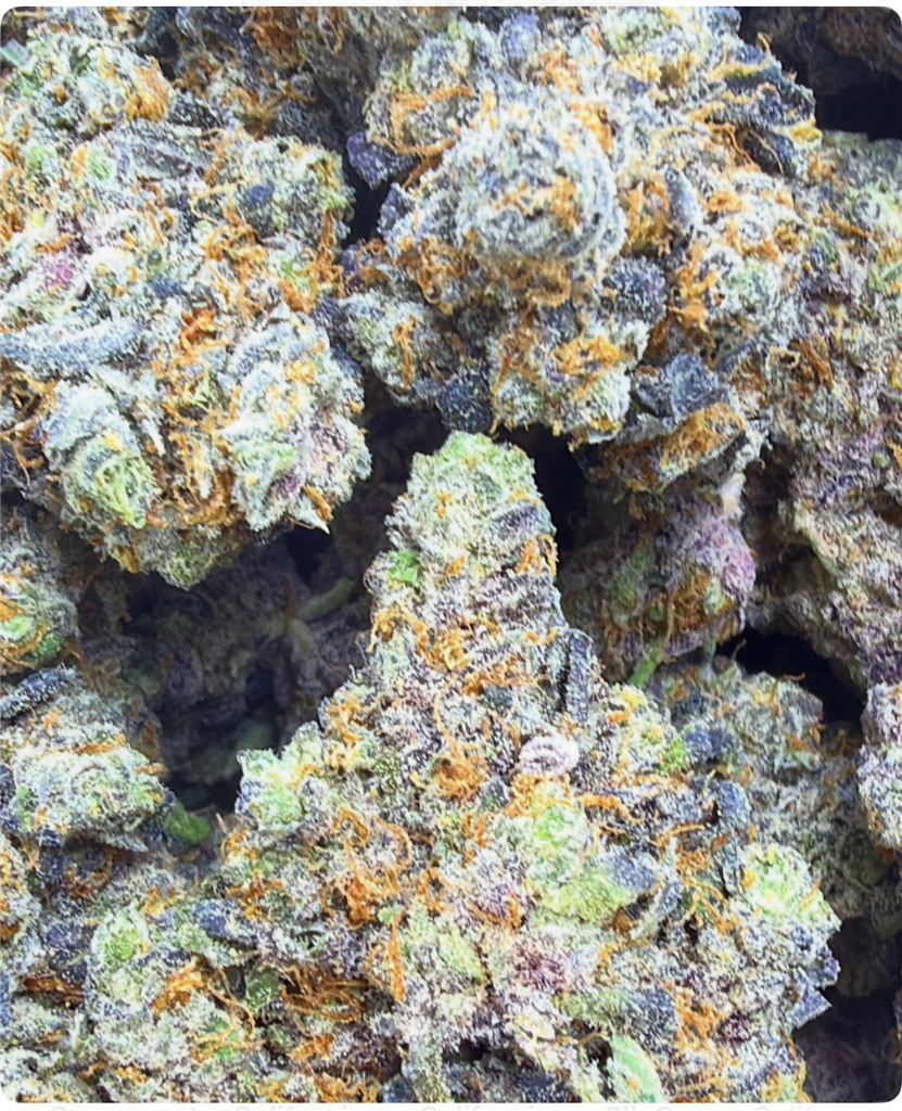 ZITTLEZ X ANIMAL COOKIES: 36.12%