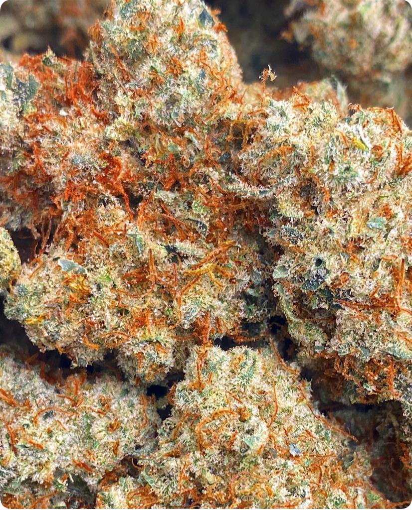 NORTHERN LIGHTS X FIR